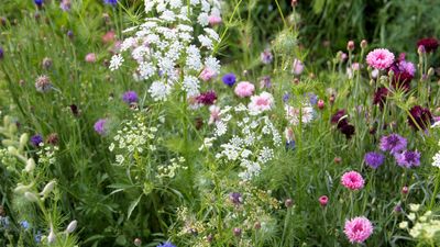 7 flowers to plant in August – and reap the rewards with early blooms next spring