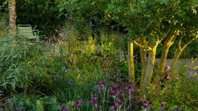 What Is Partial Shade for Plants? A Garden Writer Explains What This Growing Condition Really Means