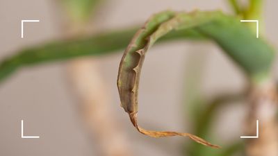 Why is my aloe vera plant turning brown? Plant experts weigh in