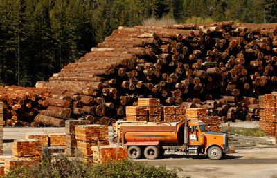 US Forest Service failing to protect old growth trees from logging, critics say