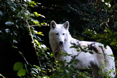 Wolf’s ‘disturbing’ behaviour prompts urgent warning to keep children away from forest