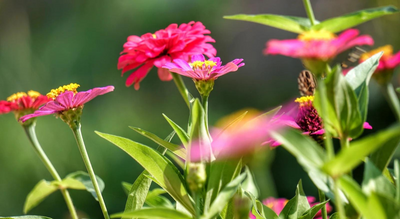 Gardening jobs for August: 10 tasks to protect your garden from harsh rays