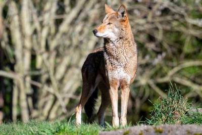 Dutch Province Urges Caution After Wolf Encounters