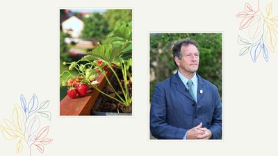 Monty Don shares his strawberry plant advice to bring more 'vigour' to your summer crops