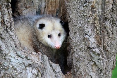 COVID is widespread in Virginia wildlife