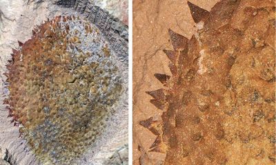 Love child of slug and hedgehog: fossils may shed light on early mollusc ancestors