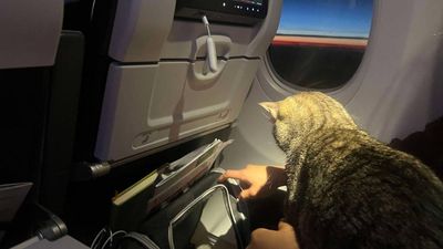 Someone snuck a cat onto my Air Canada flight (here's what happened)