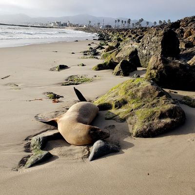 Sea lions are stranding themselves on California's coast with signs of poisoning by harmful algae