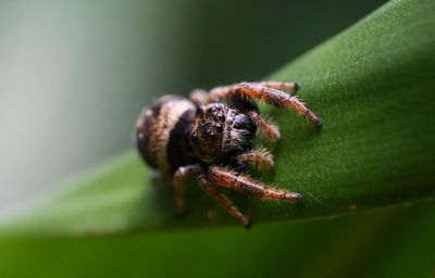 Woman arrested on animal cruelty charge for drowning roommate’s pet spider