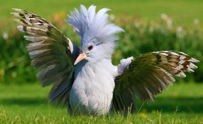 Much cagou about something: New Caledonia’s favourite bird thriving after conservation push