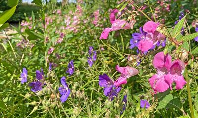 Country diary: A modest defence of the Himalayan balsam flower