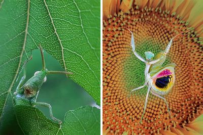 35 Astonishing Macro Shots Taken By This Photographer From Iran