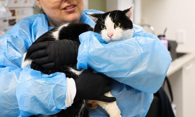 Tears and triumph as George the cat reunited with owner years after going missing