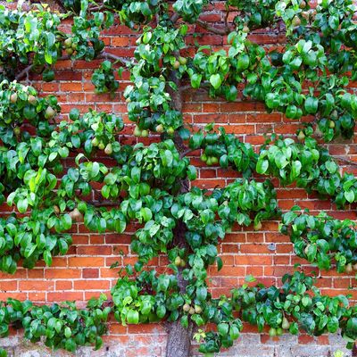 What to prune in August – 7 plants to tackle now for healthier growth and even more flowers next year