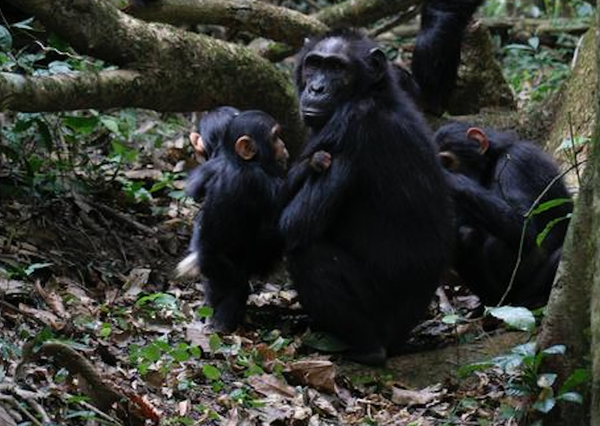 Chimpanzees may actually be capable of speech, study of old footage suggests