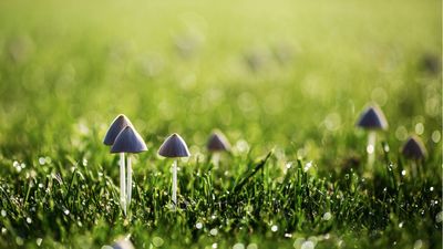 Why are mushrooms growing in my yard? Experts share 3 reasons why fungi keeps popping up in your garden