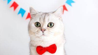 When is International Cat Day?
