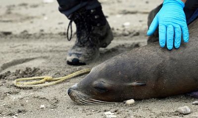 Sick sea lions stranded on California coast as experts fear algae poisoning