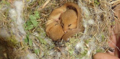 Dormice are declining but current nest surveys don’t tell the real story