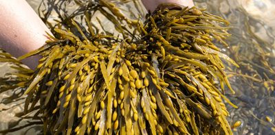 The health benefits of seaweed – a bath full of bladderwrack might be just what the doctor ordered