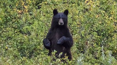 Utah hiker trying to escape a mother bear runs straight into a moose, and thinks it actually saved his life