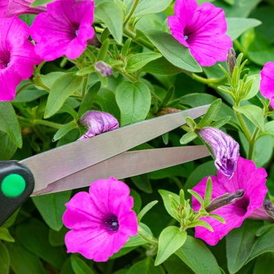 How to deadhead petunias for a second flush of blooms before the summer is over