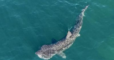 Watch as 32ft shark spotted swimming just metres off Ayrshire coast