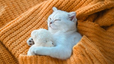 Want your cat to sleep through the night? Try this behaviorist's simple routine