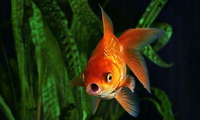 Memory like a goldfish? Why this could be a good thing