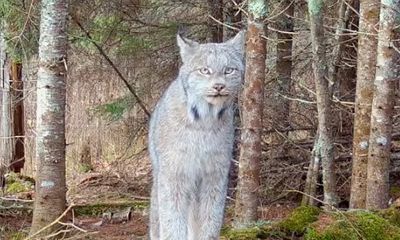 Rarely seen wildcat caught on trail-cam in northern Minnesota