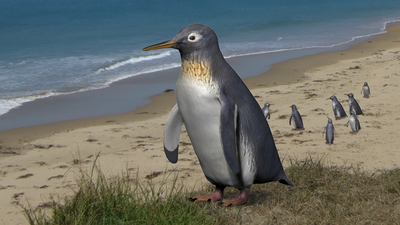 Meet 'small diver': One of the tiniest penguins ever discovered