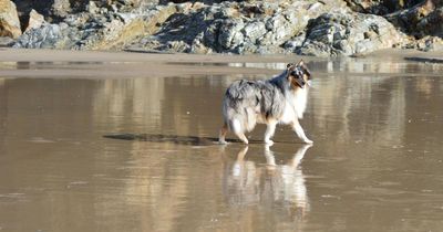 'Marvellous' Scottish spots named among the best dog-friendly beaches in the UK