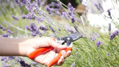 7 plants to prune in August to keep your yard neat, tidy, and flourishing