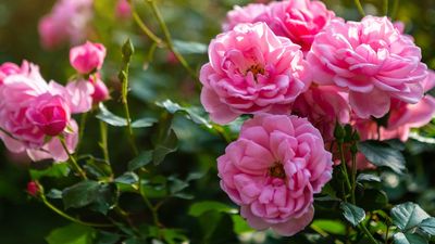 How to take cuttings from roses: propagation tips for growing new plants for free