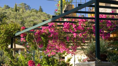 These fast-growing climbers will transform your pergola into a romantic, botanical wonderland