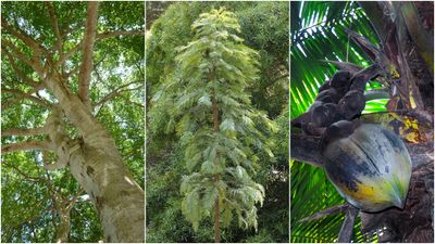 3 remarkable trees: A living fossil, a deadly canopy, and the world's biggest seeds that were once mounted in gold by royals