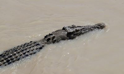 Crocodile attack prompts search for missing man in far north Queensland