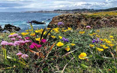 Dual effects of plastic pollution and seawater flooding can increase threats to coastal plants