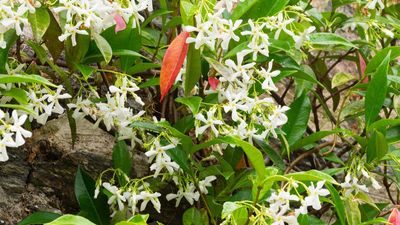 Why are the leaves on my star jasmine turning red? Potential reasons revealed by experts