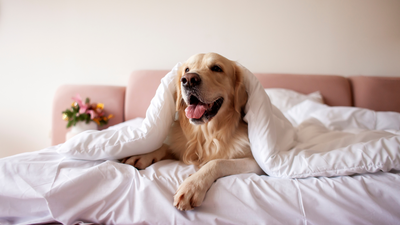 What is a pet-friendly hotel?