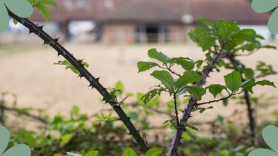 How to get rid of brambles: an expert's guide for a spike-free garden