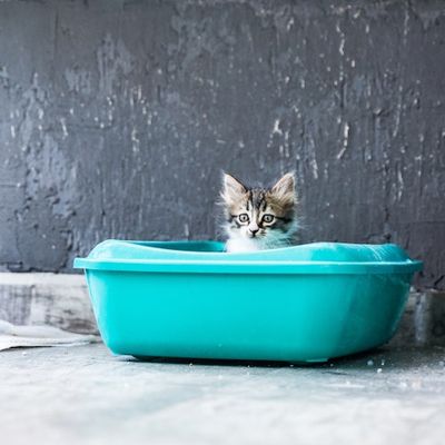 Are Stainless Steel Litter Boxes Better? Two Vets Weigh In