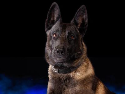 Police dog Vader dies from heat exhaustion after patrol car’s air conditioning malfunctioned