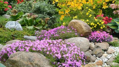 Rock garden plants – 10 of the best varieties and how to grow them