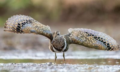 One of Australia’s most elusive birds, a 2,200km journey and a mid-winter mystery solved