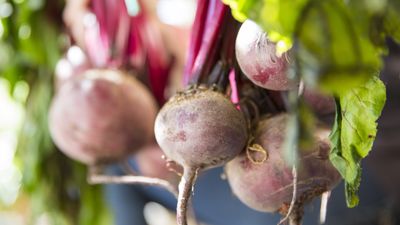 Do you need to fertilize beets? Why you should feed for bigger and better harvests