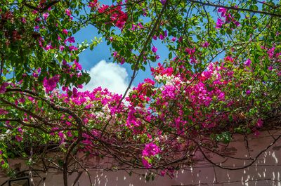 Drought-Tolerant Climbing Vines — 7 Plants That Thrive in Summer and Dry Climates