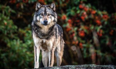 A wolf’s killing shocked Canada. Then his image appeared on a hunting site