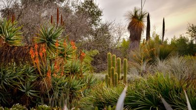 Landscaping with succulents and cacti – 8 stunning ideas to transform an arid yard