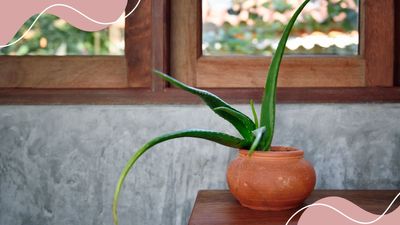 Why is my aloe vera plant drooping? Advice from houseplant experts